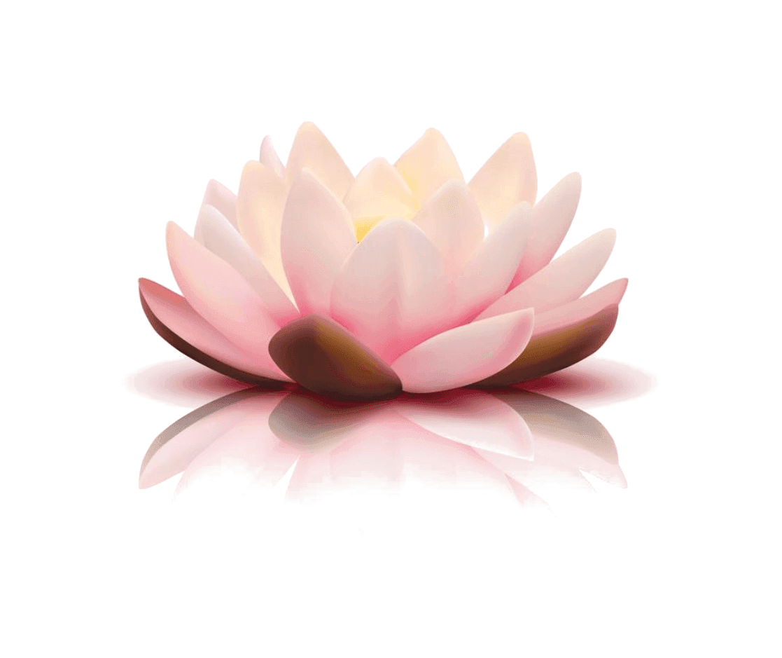 Lotus fond transp
